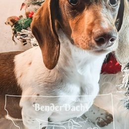 Dachshunds from BenderDachs