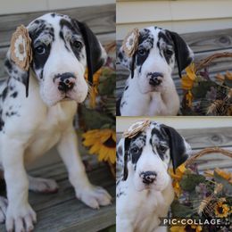 Great Dane Puppies from Cook’s Gentle Giants