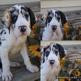Great Dane Puppies from Cook’s Gentle Giants