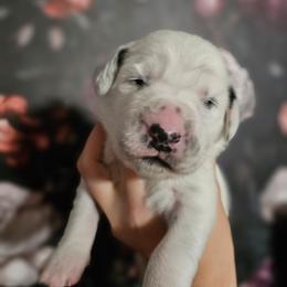 Athena - White and black female Dalmatian puppy in Gray, Georgia from Fuller Spots