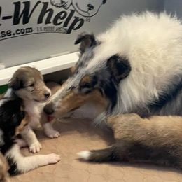 Mia - Collie