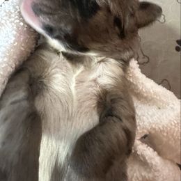 Beast - Blue merle male Australian Shepherd puppy in Marshall, Virginia from Aussie Tales Farm