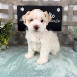 Ghost - Parti male Miniature Schnauzer puppy in Hockley, Texas from Dixieland Miniature Schnauzers