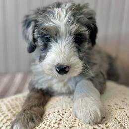 Isle - Merle female Bernedoodle puppy in Clarinda, Iowa from Root and Branch Bernedoodles
