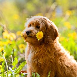Cavapoo, Cockapoo, Double Doodle, and Poodle Puppies from Heavenly Puppies to Love