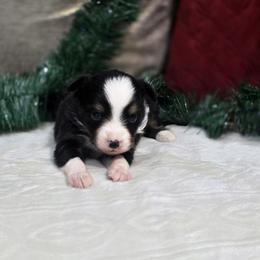 Archer - Black tri male Toy Australian Shepherd puppy in Killen, Alabama from Wilkers Wholehearted Mini Aussies