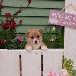 Boy 2 - Pembroke Welsh Corgi puppy in Gig Harbor, Washington from Pacific Northwest Pembroke Welsh Corgis