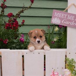 Boy 2 - Pembroke Welsh Corgi puppy in Gig Harbor, Washington from Pacific Northwest Pembroke Welsh Corgis
