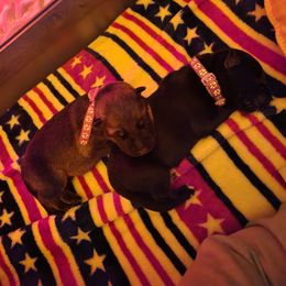 German Shepherd Puppies from Von WestLynn German Shepherds