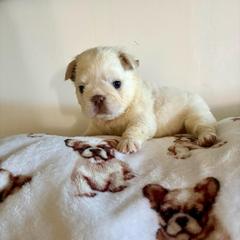 Reaper - White male French Bulldog puppy in Coatesville, Pennsylvania from The Chipper Frenchie