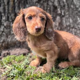 Stella - Dapple female Dachshund puppy in Bentonville, Arkansas from T & D Dachshunds by design