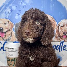 Caramel macchiato - Chocolate male Labradoodle puppy in Kingston, Georgia from CC Familydoodles