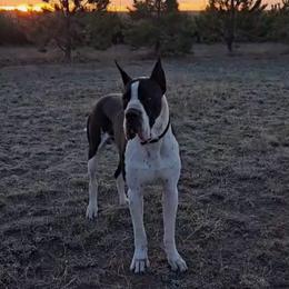 Great Dane puppies from Bright Danes of Texas
