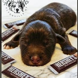 Hershey - Red tri-color male Australian Shepherd puppy in Fultonville, New York from Sandy Aussies & Pomeranians