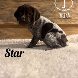Star - Liver roan German Shorthaired Pointer puppy in Social Circle, Georgia from Social Point Gun Dogs