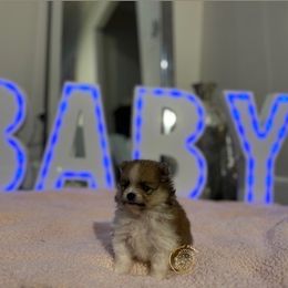 Boy 2 - Orange sable Pomeranian puppy in Abilene, Texas from Blessedpoms