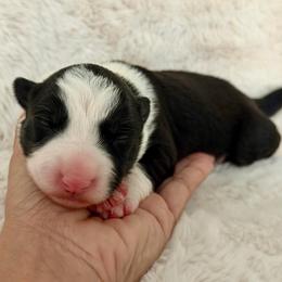 Male 2 - Black and white male Border Collie puppy in Morriston, Florida from Garcia Family Farms
