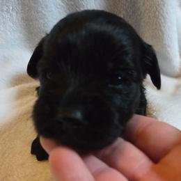 Lex - Black male Miniature Schnauzer puppy in Elgin, Iowa from Firefly Stables