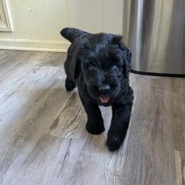 Giant Schnauzer puppies from Princess Vivi Giant Schnauzer