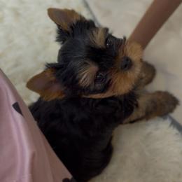 Giovanni - Black and gold male Yorkshire Terrier puppy in North Port, Florida from Noble Pets