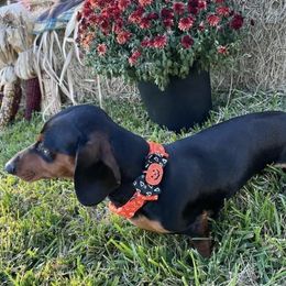 Charlie Brown - Dachshund
