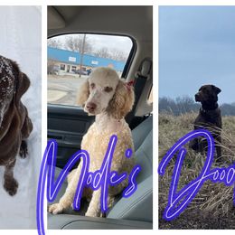 Labradoodles from Mode’s Doodles