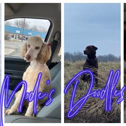Labradoodles from Mode’s Doodles