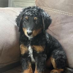 Van Gogh - Black tri-color male Assorted Doodle Crosses puppy in Wayne, West Virginia from Faith, Feathers & FurBabies
