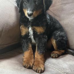 Van Gogh - Black tri-color male Assorted Doodle Crosses puppy in Wayne, West Virginia from Faith, Feathers & FurBabies