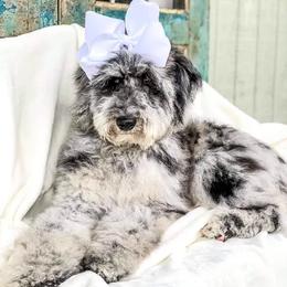 Assorted Doodle Crosses and Poodle All Grown Up from Brandi’s Southern Doodles & Poodles, LLC