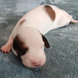 Polka dotted boy - Piebald male Dachshund puppy in Cedar Rapids, Iowa from Paulassillydogs