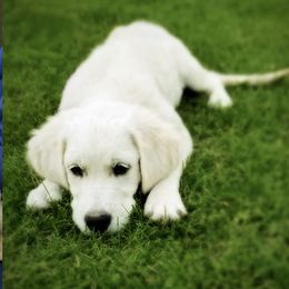 Golden Retriever Puppies from Olivia Denham