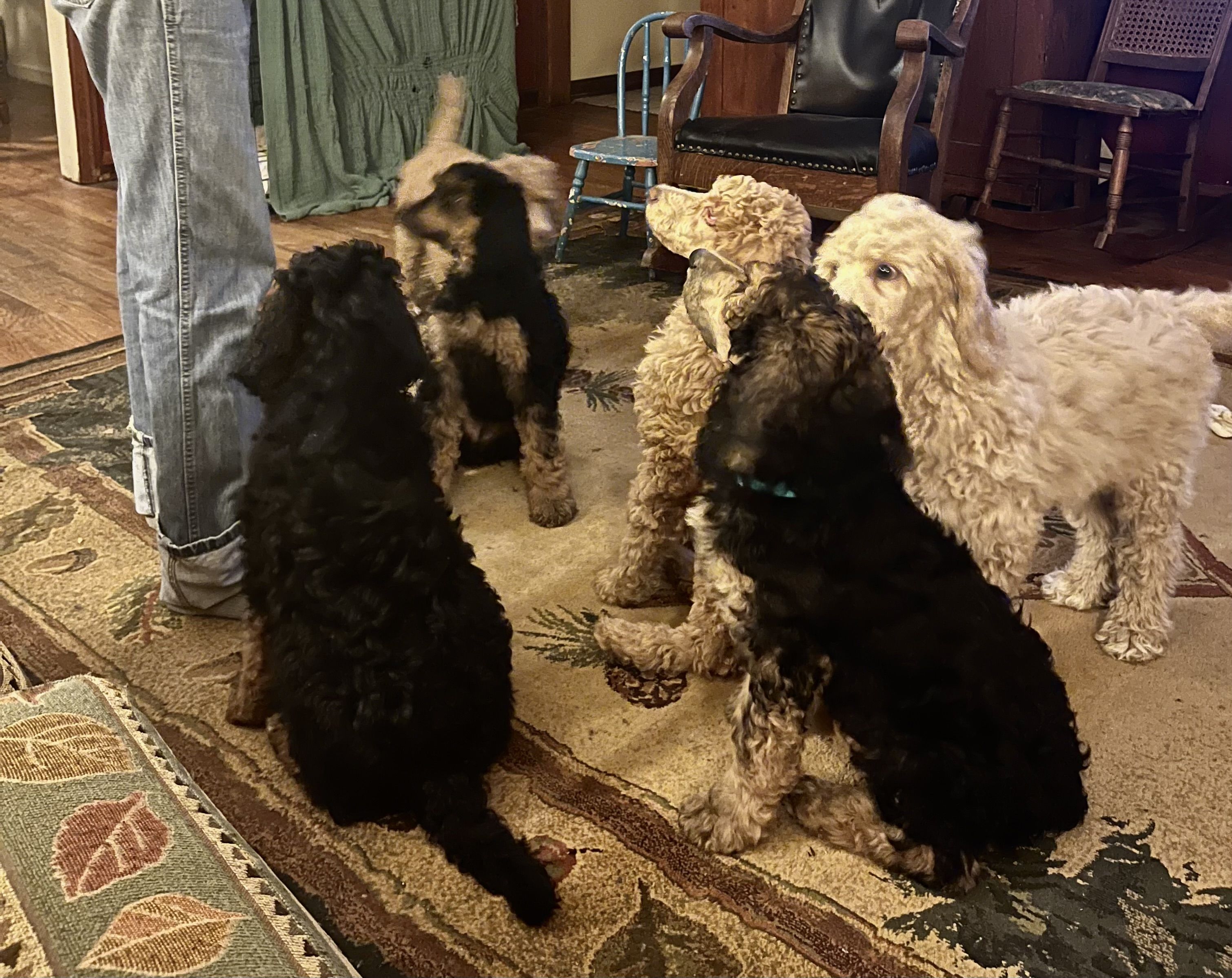 Your Guide To Affordable Toy Poodles In Ohio - jvj50n5