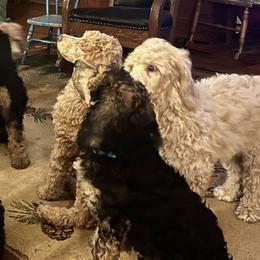 Poodles from Cats Creek Standard Poodles