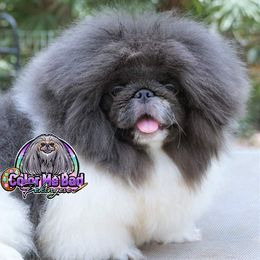 Pekingese Puppies from Color Me Bad Pekingese