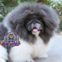 Pekingese Puppies from Color Me Bad Pekingese