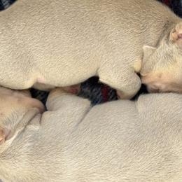 French Bulldogs from Isabel's Family Farm LLC