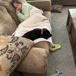 Labrador Retriever Puppies from Hunter’s Moon Retrievers