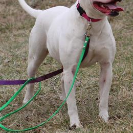 Zsa Zsa - American Bulldog