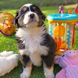 Notcho Playboy aka Notcho - Black tri-color male Australian Shepherd puppy in Sparta, Tennessee from SugarWood Australian Shepherds