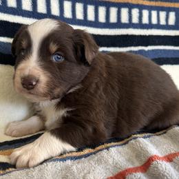 Magnum - Red tri male Miniature Australian Shepherd puppy in Lebanon, Oregon from Two Pines Mini Aussies