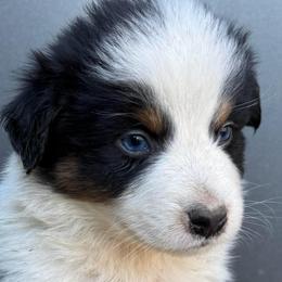 Doc Holiday - Black tri-color male Australian Shepherd puppy in Stanford, Kentucky from Red Feather Aussies