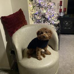 Cavapoo All Grown Up from Shawn's Cavapoos