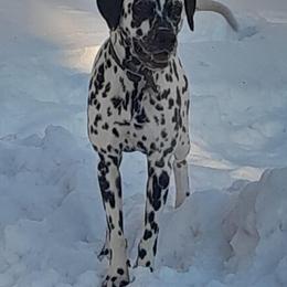 Basset Hound and Dalmatian Puppies from Lazy B Bassets and Dalmatians