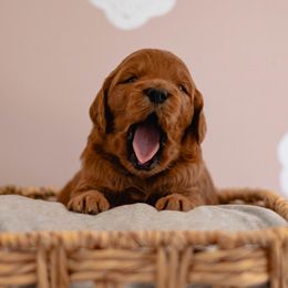 Goldendoodle Puppies from Diamond K Doodles
