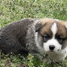 Pembroke Welsh Corgis from Rollnoaks & Cottontail AKC Pembroke Welsh Corgis