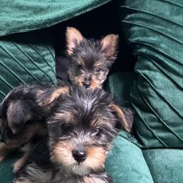 Yorkshire Terriers from Maxedwards_luxuriousyorkies