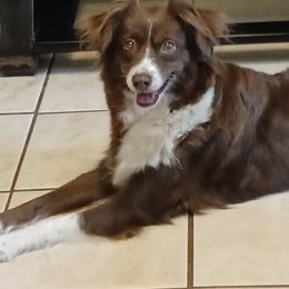 Rosy - Miniature Australian Shepherd