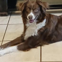 Rosy - Miniature Australian Shepherd