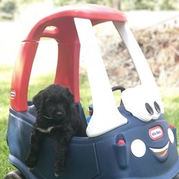 Portuguese Water Dog Puppies from Infiniti